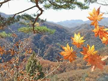 北京身份证办理年底高峰背后的原因及应对策略